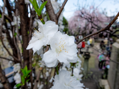 護国山天王寺にて