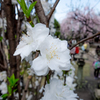 護国山天王寺にて