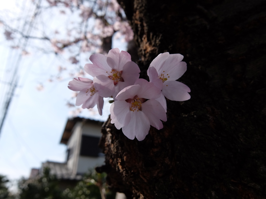 桜