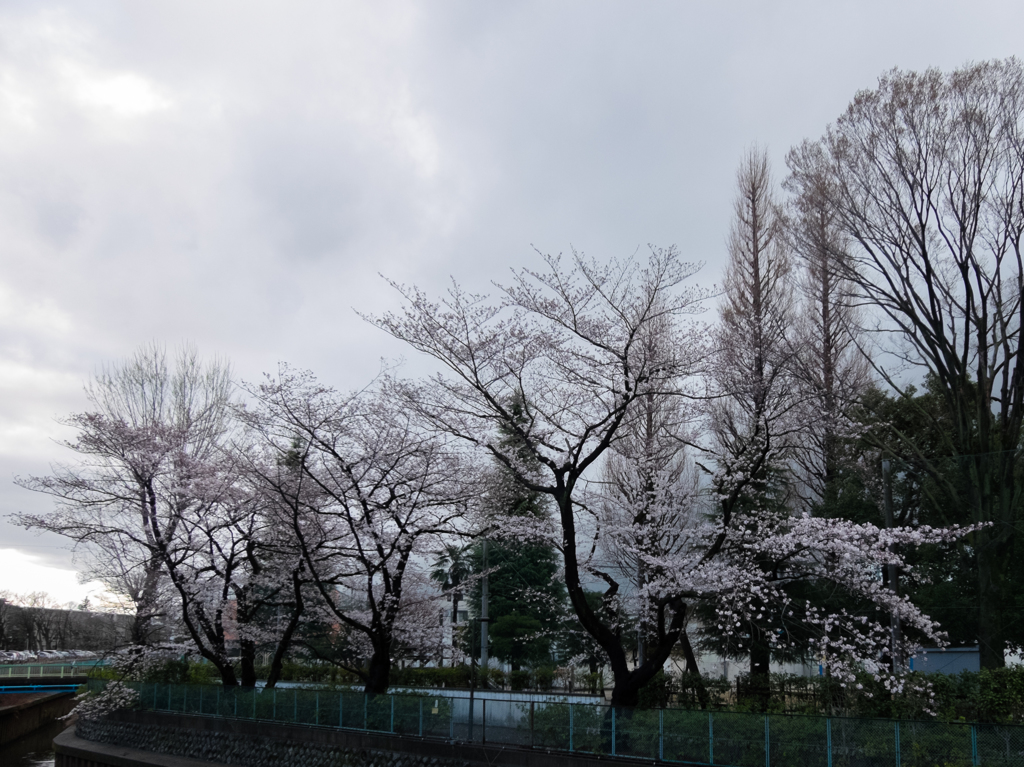 曇り空の桜
