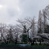 曇り空の桜