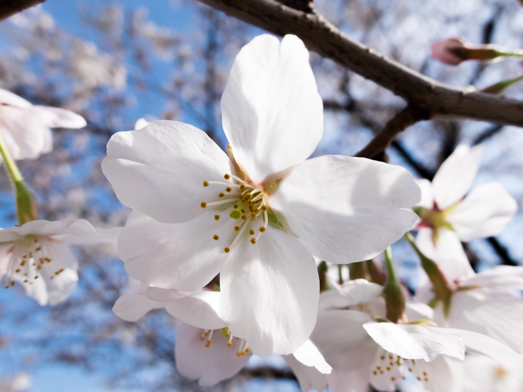 桜