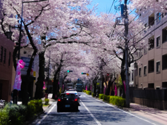 桜のトンネル