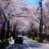 桜のトンネル