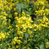 菜の花