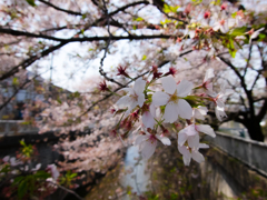 石神井川の桜