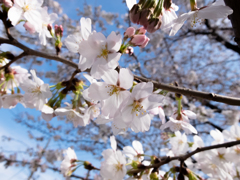 桜