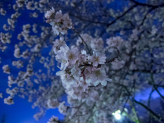 夜桜