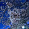 夜桜