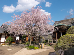 護国山天王寺の桜