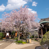 護国山天王寺の桜