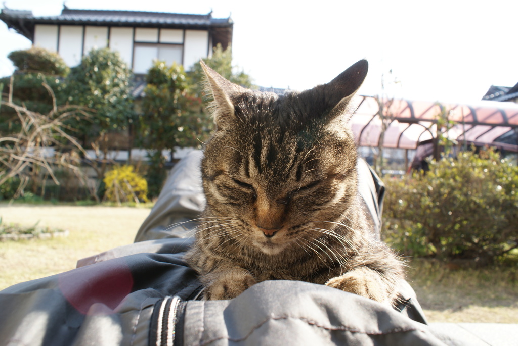 眠たい…