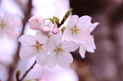 桜家族