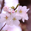 桜家族
