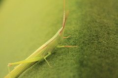 Mr,Green
