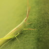Mr,Green