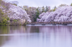 桜湖