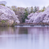 桜湖