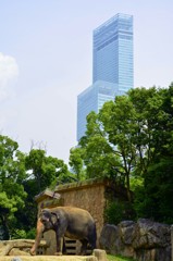 都会のゾウ
