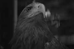 オジロワシ