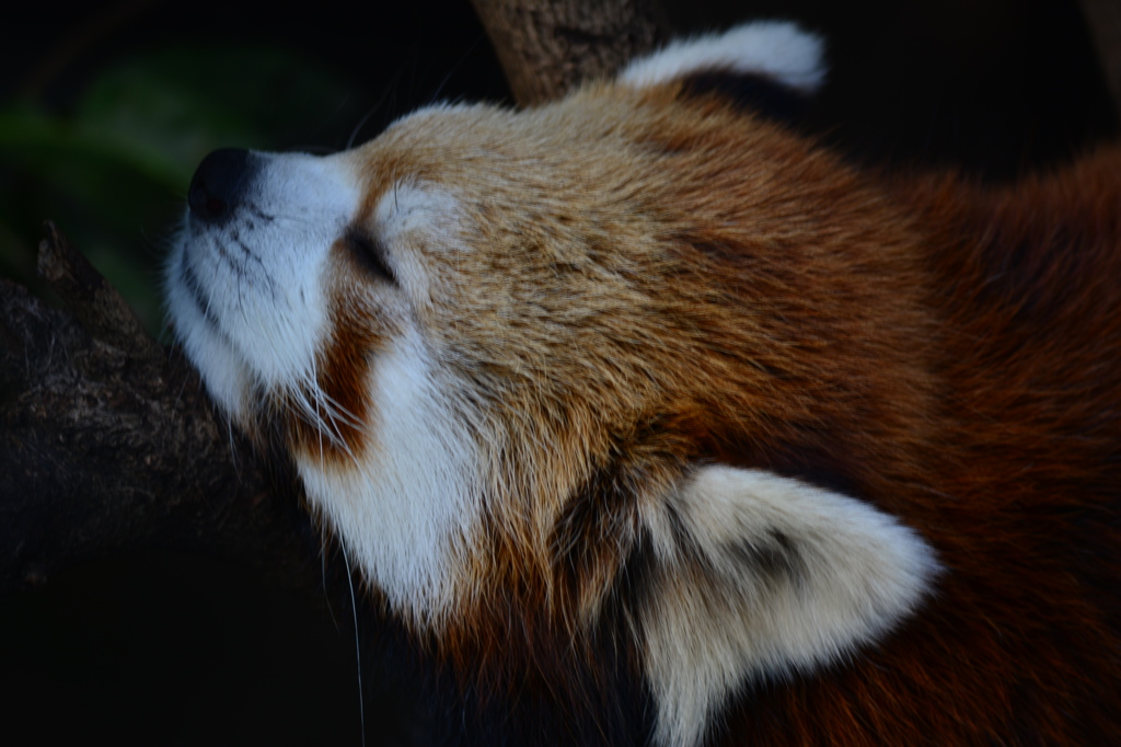 レッサーパンダ