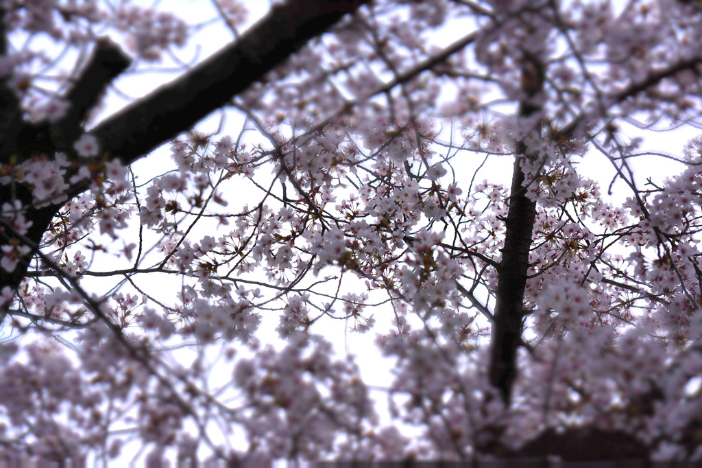 曇り空の桜