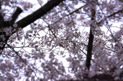 曇り空の桜