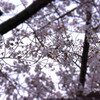 曇り空の桜