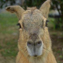 ふもっふ