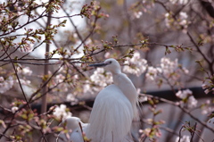 桜とサギ