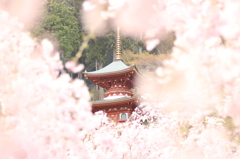 勝尾寺