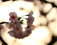 IMG_0185~01