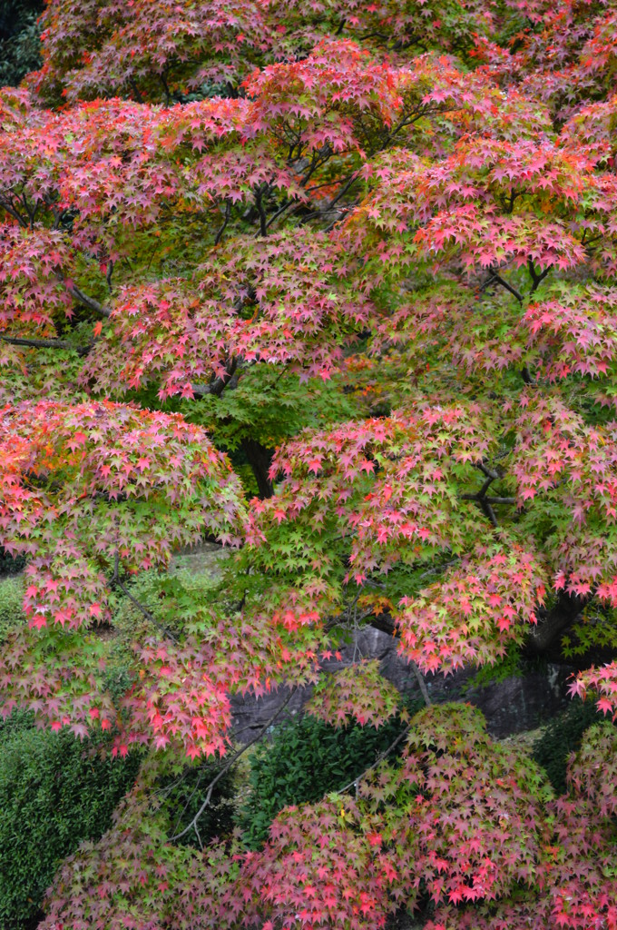 栗林公園　紅葉