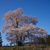 戸津辺の桜