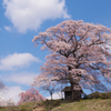 天神桜