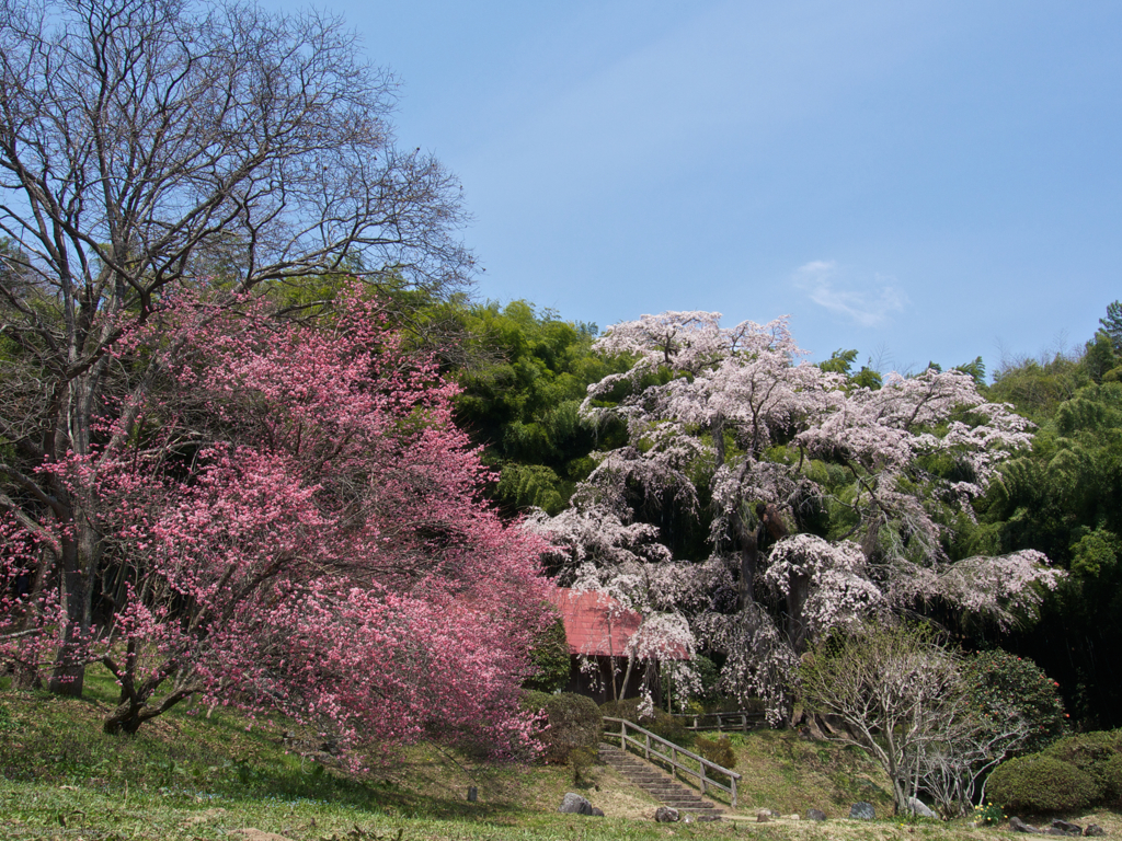 雪村庵・雪村桜・雪村梅