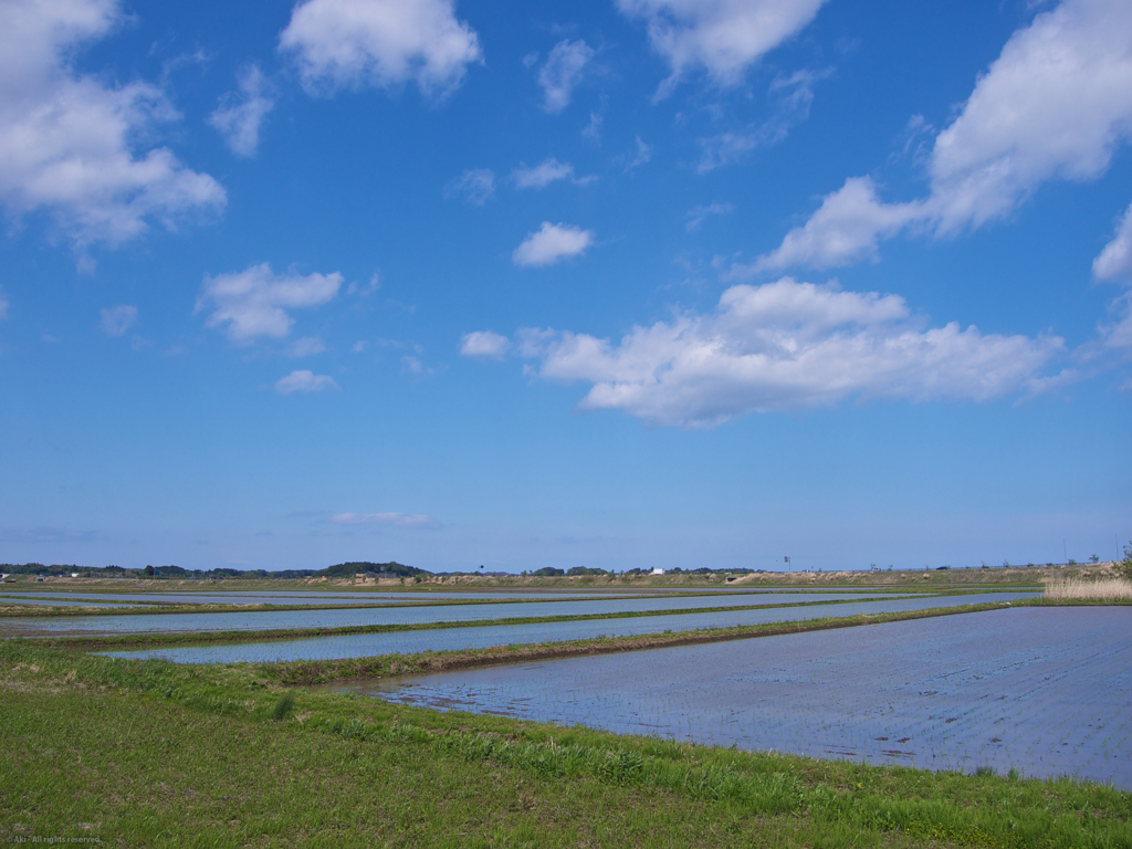 青空と水田