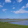 青空と水田