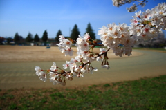 桜が咲いて