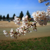 桜が咲いて
