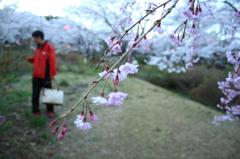 桜と