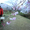 桜と