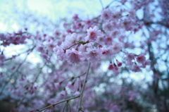 咲いて