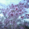 咲いて