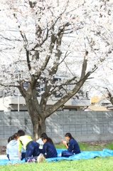 桜の木の下で