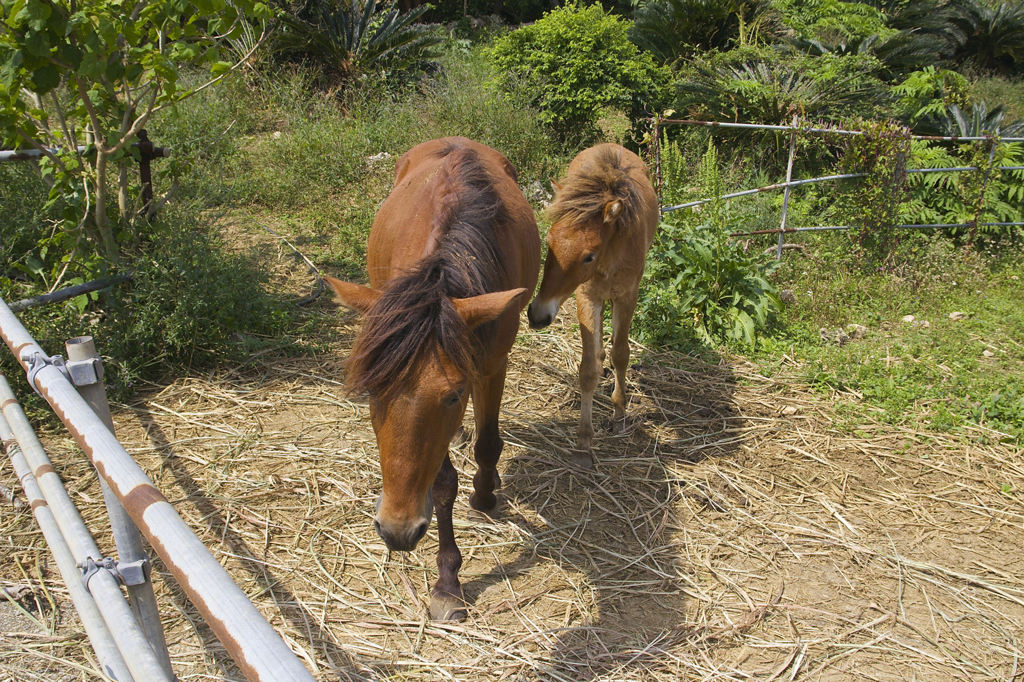 宮古馬の親子