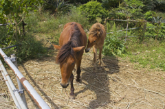 宮古馬の親子