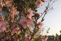 桜の取り納め