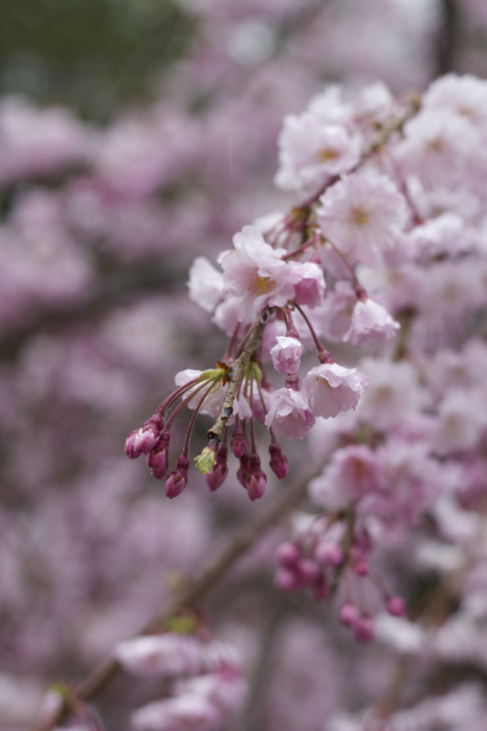 しだれ桜