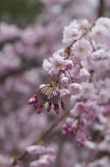 しだれ桜